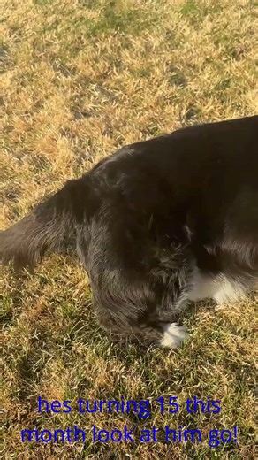 cardigan corgi harvey in the spring 2026 14 years old april