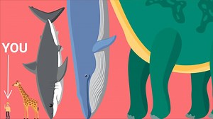 Here are the tallest and longest lifeforms of all time. | Insider Science