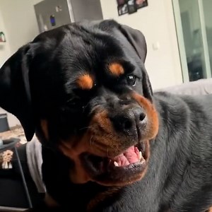 Raising 3 giant rottweilers on my own and dealing with dangerous stigmas 🐶 | Happiest