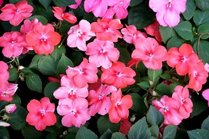 Sunpatiens vs. Impatiens: What's the Difference?