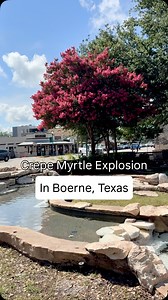 THE CREPE MYRTLE BLOOMS ARE INSANE 🪻 Here in the Texas Hill Country, bluebonnets and other wildflowers get all the attention, followed by the big tooth maples in the fall. 🌳 But we’re here to tell you not to sleep on summer crepe myrtle season! I guess they’re not extra happy because of all the rain, because Boerne is an explosion of pink and red everywhere we go! It might be hot, but get outside and enjoy the color! 😊 #boerne #boernetx #texashillcountry #texassummer #crepemyrtle | The Boerne