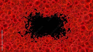 Beautiful Growing Flowers Red Carnations Covering the Screen. Blooming Flowers Animation with Alpha Matte. Useful for Transitions. Spring Nature and New Life Concept. 4k Ultra HD 3840x2160