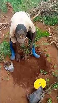 How to Plant Palm Trees Successfully on Your Farm