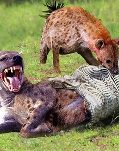 22 Surprising Incidents Of Predators Brutally Attacking Their Prey Caught On Camera 🐆vs🦌 | Best Video