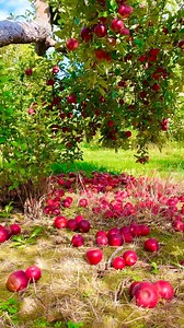1.3M views · 47K reactions | This is my place of peace #apple #farming #garden #happy #place #peace #nature #tree #harvest #reels #usa | It’s Amirah’s Diary | Facebook