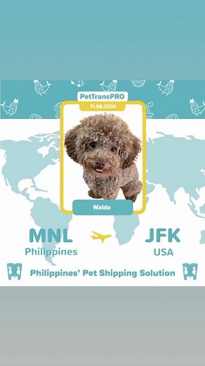 🌟KUDOS TO OUR JUNE 2024 SUPERFLYERS!🌟 ↗️ EXPORTS: PH 🇵🇭-Canada 🇨🇦: 1 cat owner-accompanied PH 🇵🇭-UK 🇬🇧: 1 dog as manifested cargo PH 🇵🇭-USA 🇺🇸: 1 dog as manifested cargo PH 🇵🇭-USA 🇺🇸: 2 dogs owner-accompanied PH 🇵🇭-USA 🇺🇸: 1 dog owner-accompanied PH 🇵🇭-USA 🇺🇸: 2 cats owner-accompanied PH 🇵🇭-USA 🇺🇸: 2 dogs owner-accompanied PH 🇵🇭-Israel 🇮🇱: 2 cats owner-accompanied PH 🇵🇭-USA 🇺🇸: 1 dog as manifested cargo PH 🇵🇭-Thailand 🇹🇭: 1 dog owner-accompanied PH 🇵🇭-