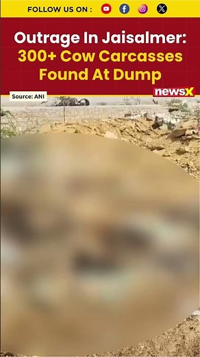 Over 300 Decomposed Cow Carcasses Found at Dumping Site In Jaisalmer NewsX