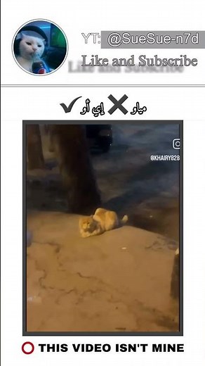 اغرب مياو ممكن تسمعها😭 #cats #catshorts #viral