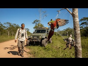 Man Rescues Mother and Chick Green-winged Macaw Trapped in a Tree Net in the Canadian Forest