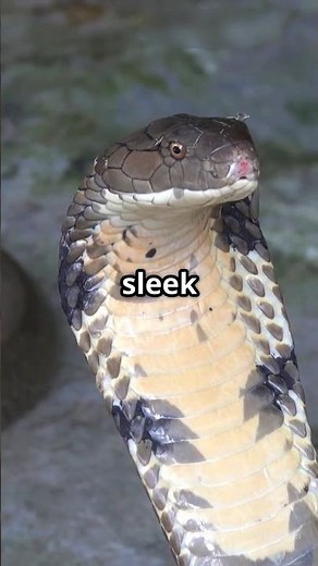 Black Cobra Snake – Deadliest Forest Cobra in Africa | Venom, Habitat & Strikes #shorts