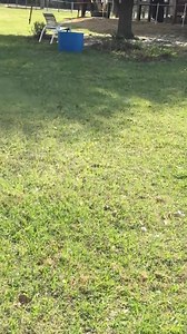 2.1M views · 76K reactions | Chicago Rescue Dog Rangers on Reels | Facebook