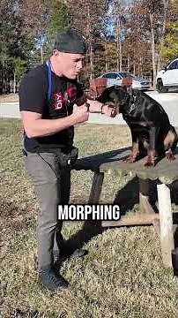 Why Rottweilers Make Incredible Family Dogs!