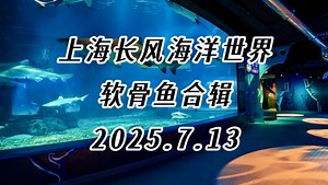 【全记录】上海长风海洋世界展出的软骨鱼