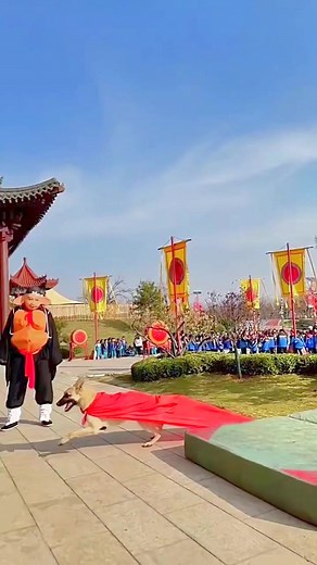 Are these dogs the real-life the Superdog？ Watch them leap like they’re flying! #Krypto #superman | William