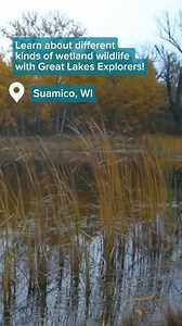 Happy #WorldWetlandsDay! 🌿 💧 Wetlands are some of the most important ecosystems we have, but just like any other ecosystem, pollution can threaten the critters that call them home. Explore the diverse waters of the @barkhausenwaterfowlpreserve with the Great Lakes Explorers as they learn about the impacts water pollution has on wildlife. #scienceeducation #ecosystem #cleanwisconsin | Clean Wisconsin