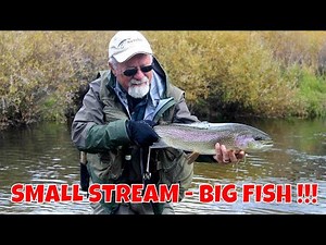 Small Stream Trout | Colorado