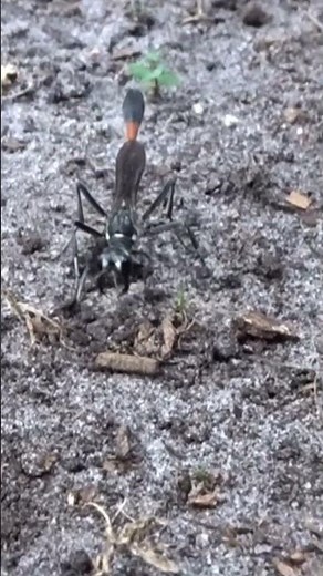 Golden Digger Wasp Buries Butterfly Pupae | Amazing Nature Close-Up! #short