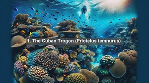 Unveiling Cuban Avian Marvels: Top 10 Native Birds in Cuba