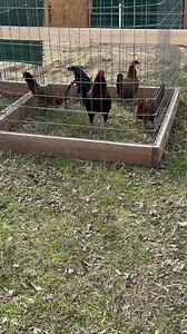 36K views · 743 reactions | Put together a bunch of these 4x4 pens for single and trio mates this year.. Now just to add sand and bird boxes over the next few weeks as we put birds in them.. | Hardknocks Gamefowl | Facebook