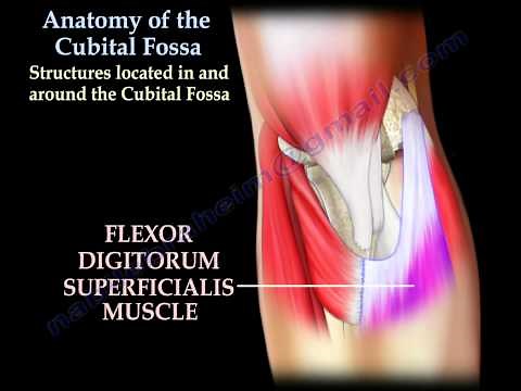 Anatomy Of The Cubital Fossa - Everything You Need To Know - Dr. Nabil Ebraheim