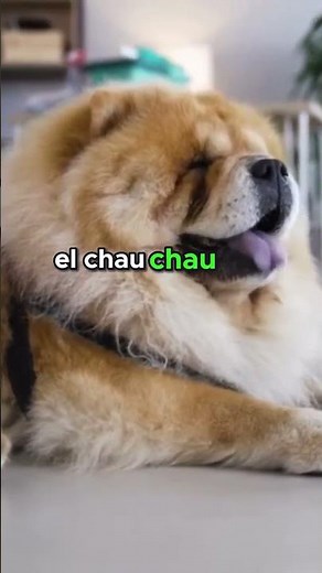 Descubre la fascinante historia del Chau Chau #perros #cuidadoperros #perro #consejosparaperros