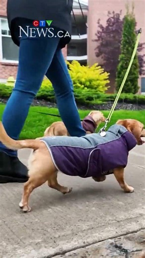 Weiner Walk: Dachshund owners meet for spring stroll