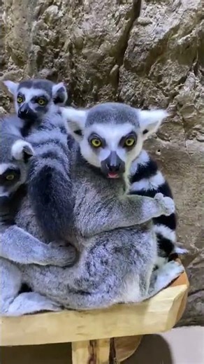 Who Wants to Cuddle With the Lemurs? 🐒💛