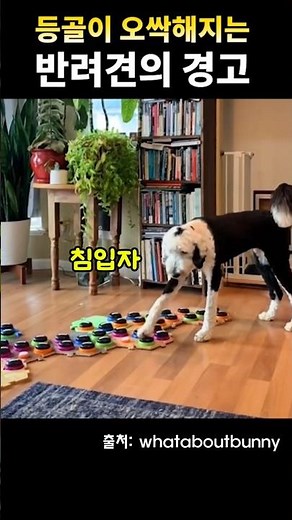 The puppy pressed the ‘intruder’ button…