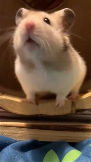 Who ??was struck by his ❤️ #trending #hamster #cutebaby #viralvideo #viral #funnycute #funniestvideo