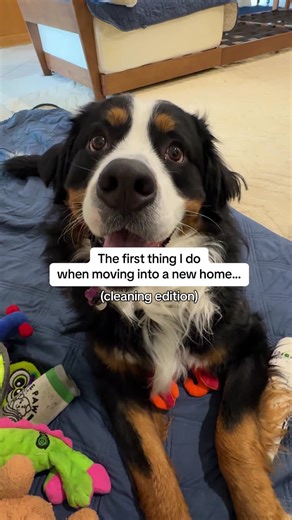 6.4K views · 16 reactions | Before any furniture goes in, I deep...