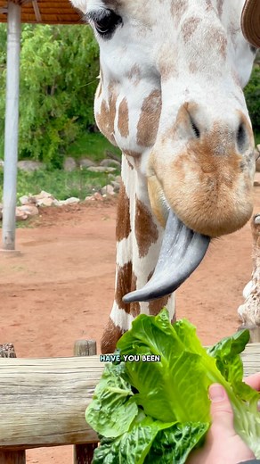 🦒 Have you been to @cheyennemountainzoo in Colorado Springs, Colorado? ⛰️ This beautiful zoo is located 6,714 feet above sea level and is the highest elevation zoo in the country! 🍕 We had a great time exploring, dining, and taking in the scenic views of this wonderful zoo. 😄 Let us know if you’ve been here before! #zoo #colorado #animals #cheyennemountainzoo #familytravel #visitcos | Family Traveling USA