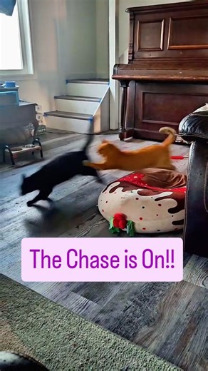 Watching these cats chase each other is hilarious! They didn't always get along, but now they love playing together. #cats #catsplaying #petsitter #petsitterlife #funnyanimals #cutecats | The Mindful Sitter | Facebook