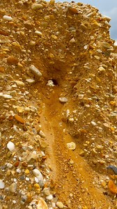 20K views · 104 reactions | gold discovery process | finding gold in bedrock fragments | finding a gold nugget worth $1000 #goldmining #goldnugget #lookingforgold #golddiscovery | Afrizul Izul | Facebook