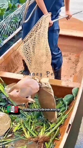 Chinese softshell turtles are farmed in both ponds and paddy fields. #highlight #chinese #softshellturtle #farmed #ponds #paddyfield | Efigenia Lustre