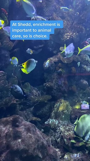 Animal Enrichment Choices at Shedd Aquarium