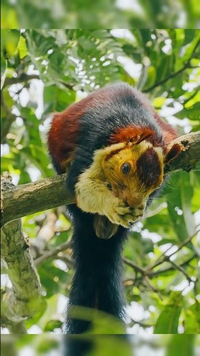 The Indian Giant Squirrel Is Absolutely Wild 🐿️