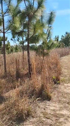 Long Leaf Pine Forest Project at Central Florida Preserve