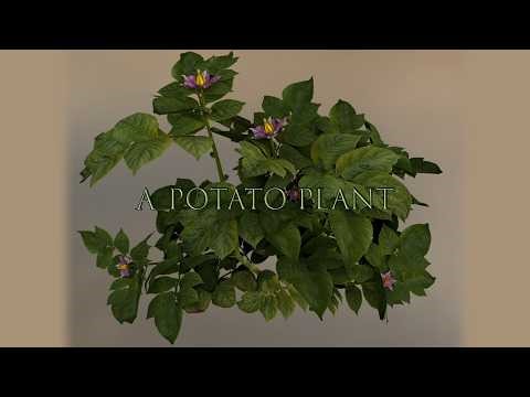 A Potato Plant