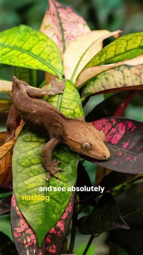 Satanic Leaf-Tailed Gecko: The Lizard That Looks Like a Dead Leaf 🦎🔥 #facts #gecko