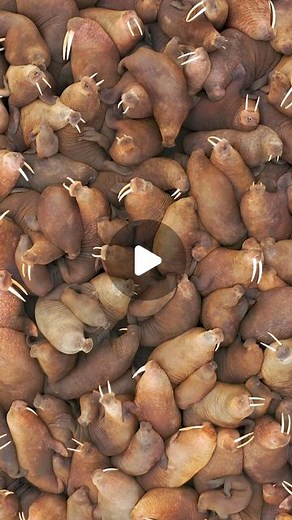 Science Channel on Instagram: "Welcome to the herd. 🦭 🥔 These massive pinnipeds amass by the thousands during mating season. #Walrus herds are usually separated by gender; females have their own herds, and males have their own herds. The dominant males are chosen by age, body size, and tusk length."