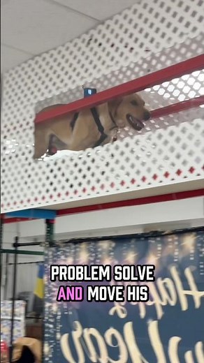 Dog Obstacle Course 🤨