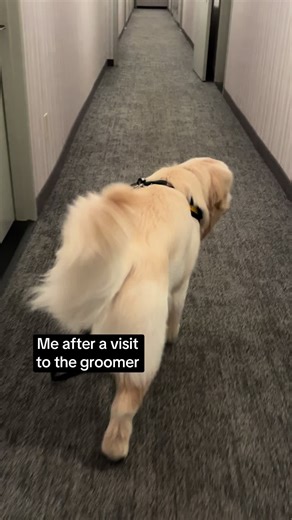 Feeling like a million bucks. ❤️ #barneythegoldennyc #goldenretriever #puppy @OLIVINTE