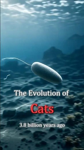 The evolution of cats 🐈