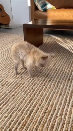 🙂Need a sweet name brussel.. 🫠 #brusselsgriffon #brussels #brusselslife #reelsviralシ #BMW #dog #dogsofinstagraminnorthcarolina #reelsviralシ #vairalpost #dog | Brussels Griffon Lovers