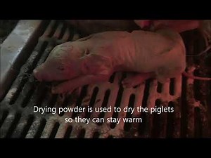Piglet births up close