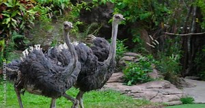 African ostrich common ostrich, Struthio camelus, or simply ostrich, is a species of large flightless birds native to Africa. It is one of two extant species of ostriches