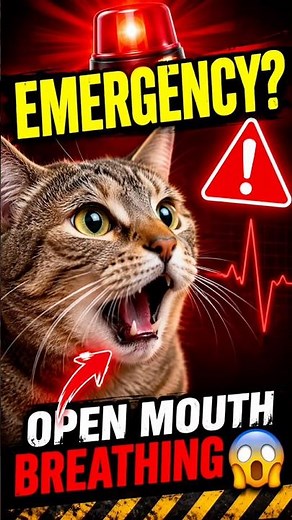 🚨 Is Your Cat Breathing With Its Mouth Open? Watch This NOW! #catfacts #cats #catshorts #1m #fypシ