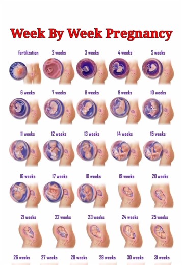 Pregnancy Week By Week #pregnancy #pregnancyweekbyweek #pregnancycare