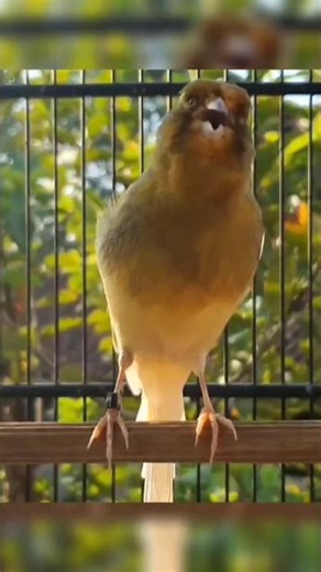 bird sound | bird singing #birds #canary #animallife