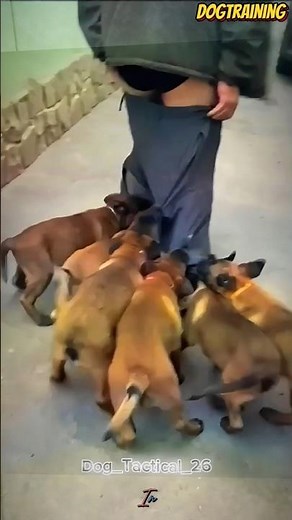 ❌Puppies pulling down owner's pants🐕💯❤#malinois #germanshepherd #doglove #pets #dog#dogtraining #k9